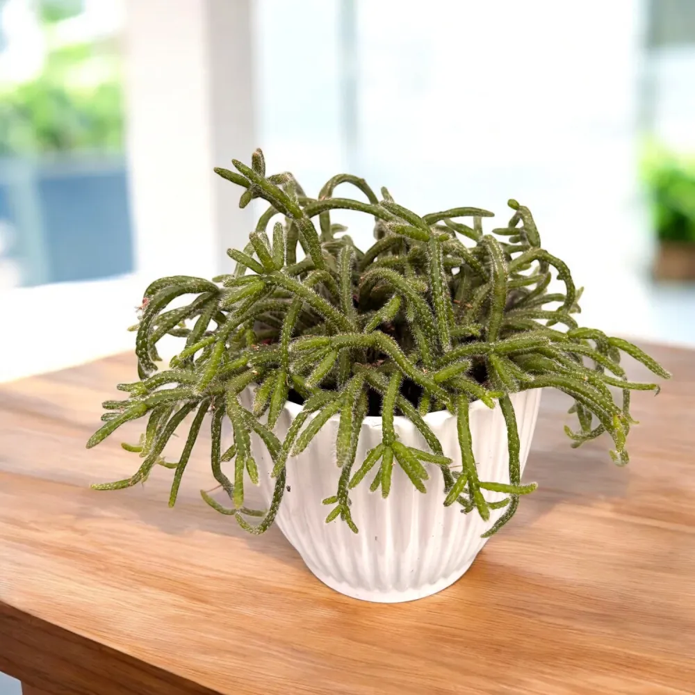 Rhipsalis baccifera subsp. horrida