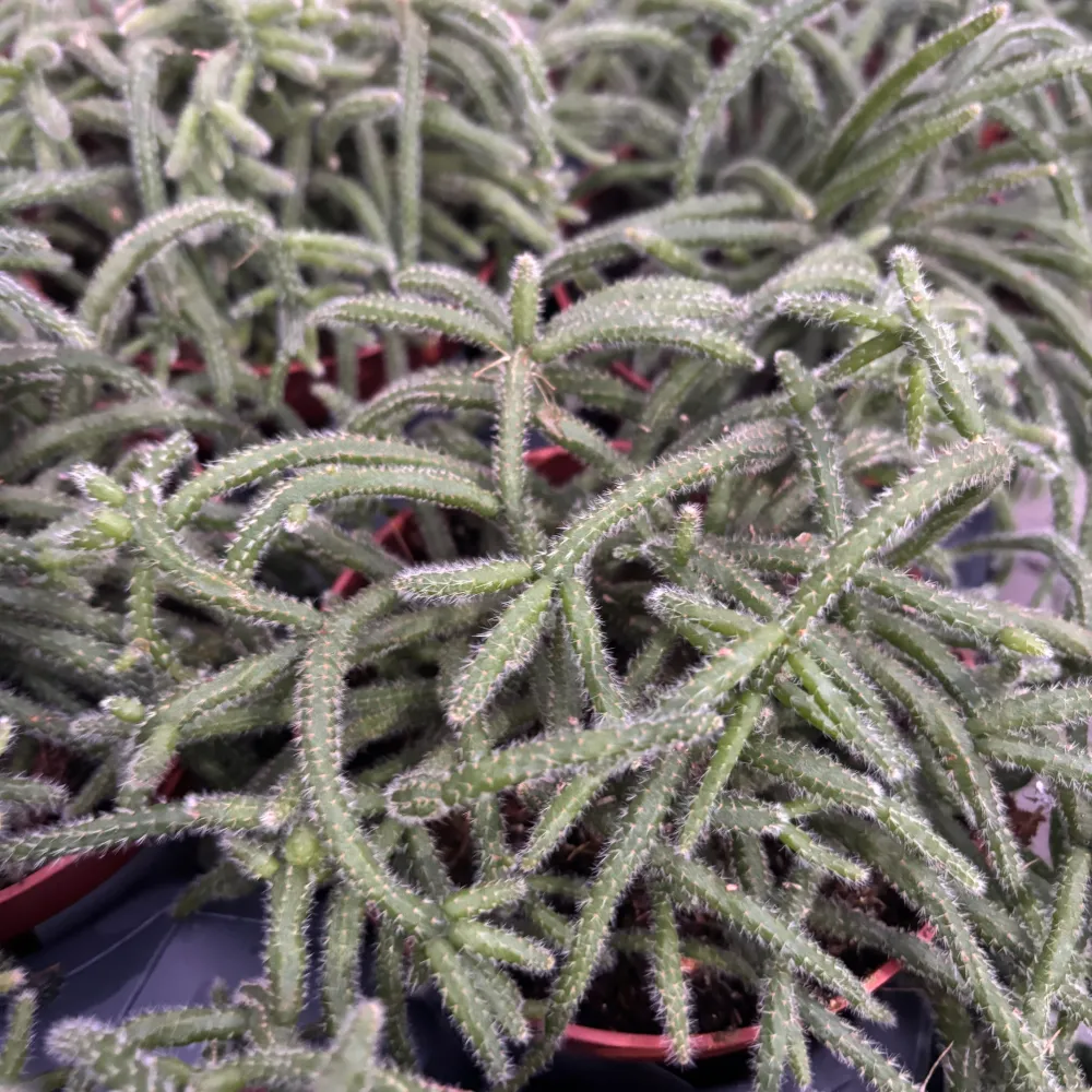 Rhipsalis baccifera subsp. horrida