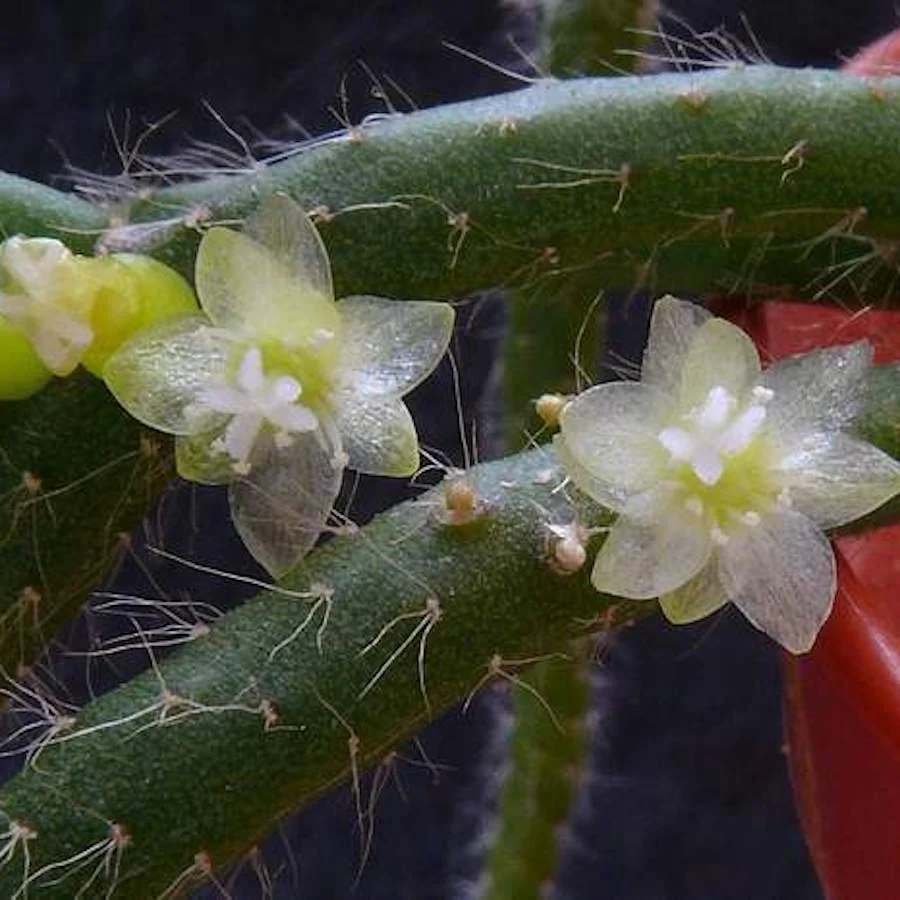 Rhipsalis baccifera subsp. horrida - exemplare XL