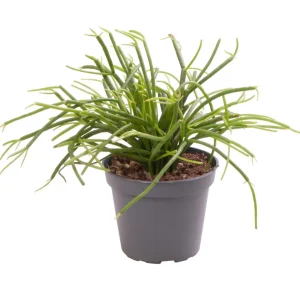 Rhipsalis Cassutha (Cactus vasc) babyplant