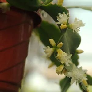 Rhipsalis crispata - exemplare XL