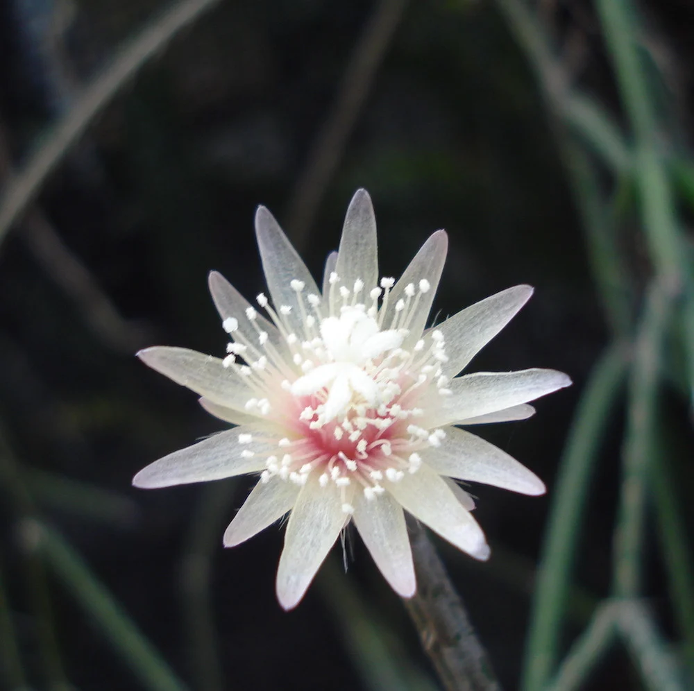 Rhipsalis elliptica XL