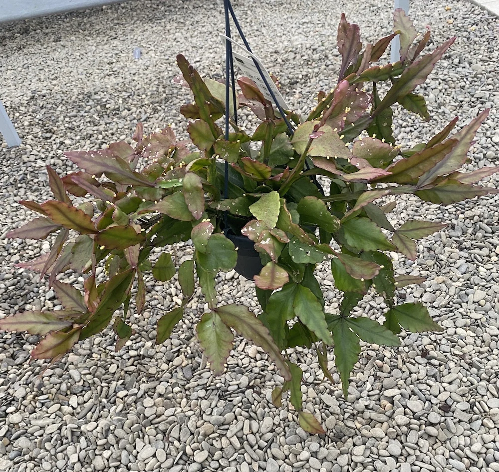 Rhipsalis elliptica XL
