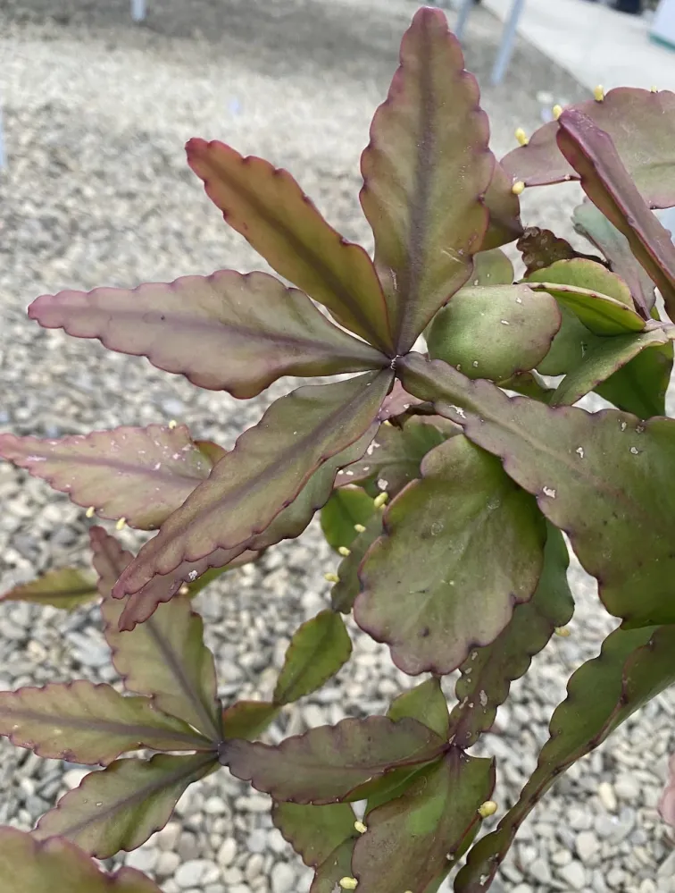 Rhipsalis elliptica XL