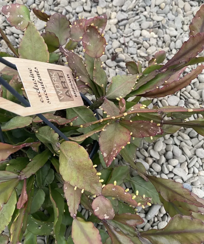 Rhipsalis elliptica XL
