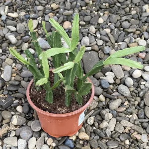 Rhipsalis micrantha