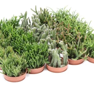 Rhipsalis mix mini - Cactus vasc
