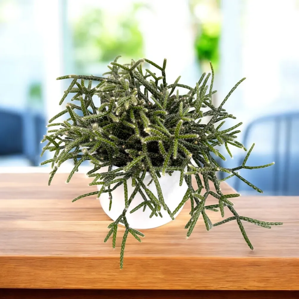 Rhipsalis pilocarpa