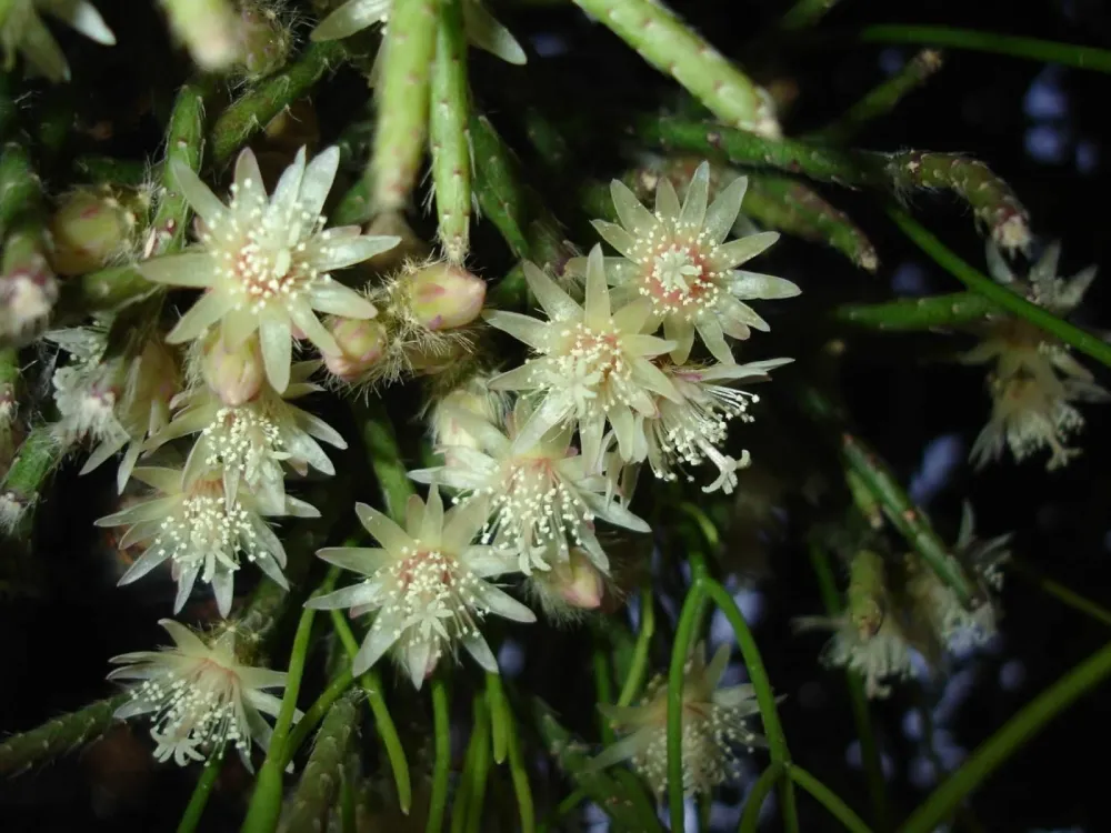 Rhipsalis pilocarpa