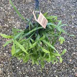 Rhipsalis platayclada XXL