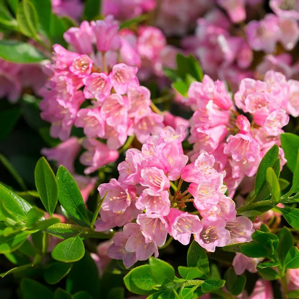 Rhododendron ‘Bloombux’ Magenta - rhodendron pitic de gradina