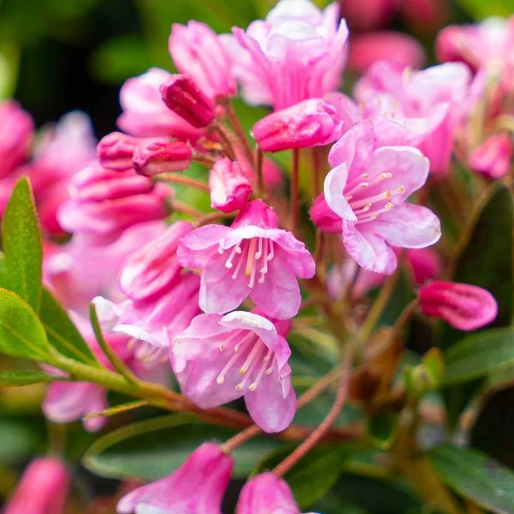 Rhododendron ‘Bloombux’ Magenta - rhodendron pitic de gradina
