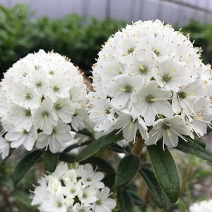 Rhododendron diversipilosum Milky Way - azalee de gradina
