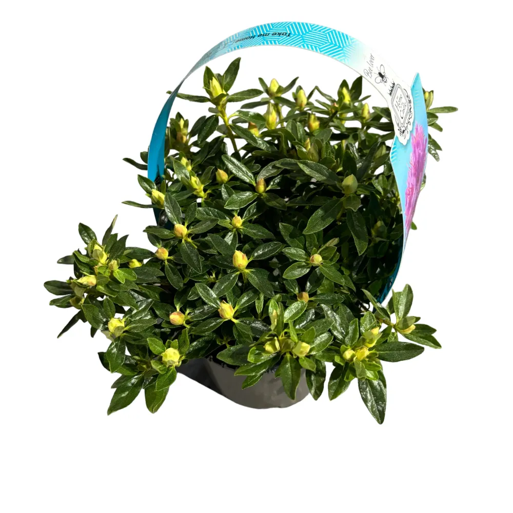 Rhododendron Fimbriatum - azalee de gradina