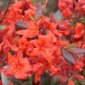 Rhododendron 'Fireball'