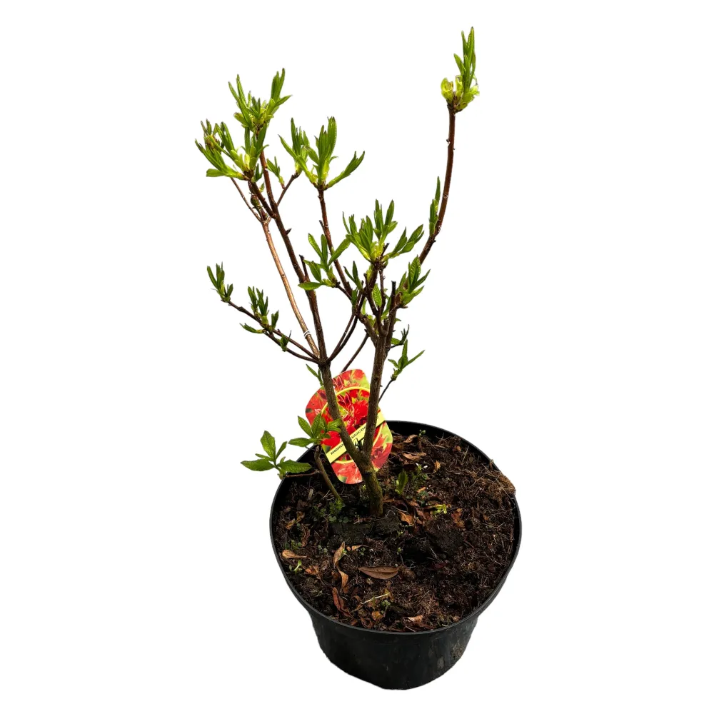 Rhododendron 'Fireball'