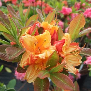 Rhododendron 'Glowing Embers'