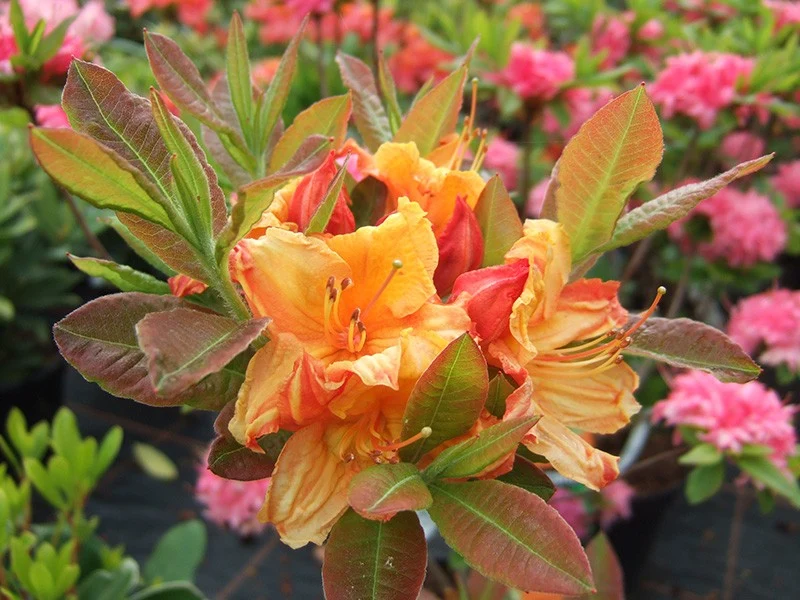 Rhododendron 'Glowing Embers'