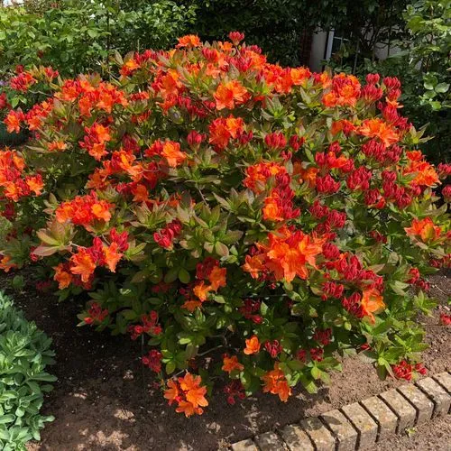 Rhododendron 'Glowing Embers'