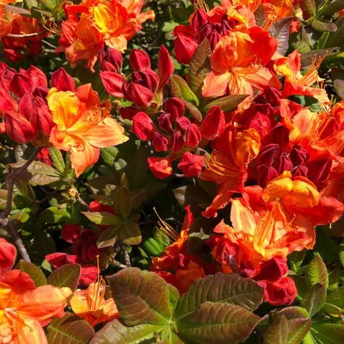 Rhododendron 'Glowing Embers'