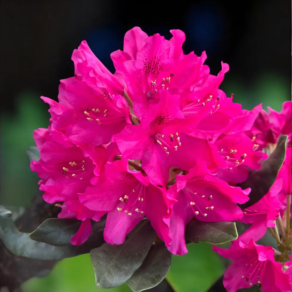 Rhododendron 'Nova Zembla' (de gradina)