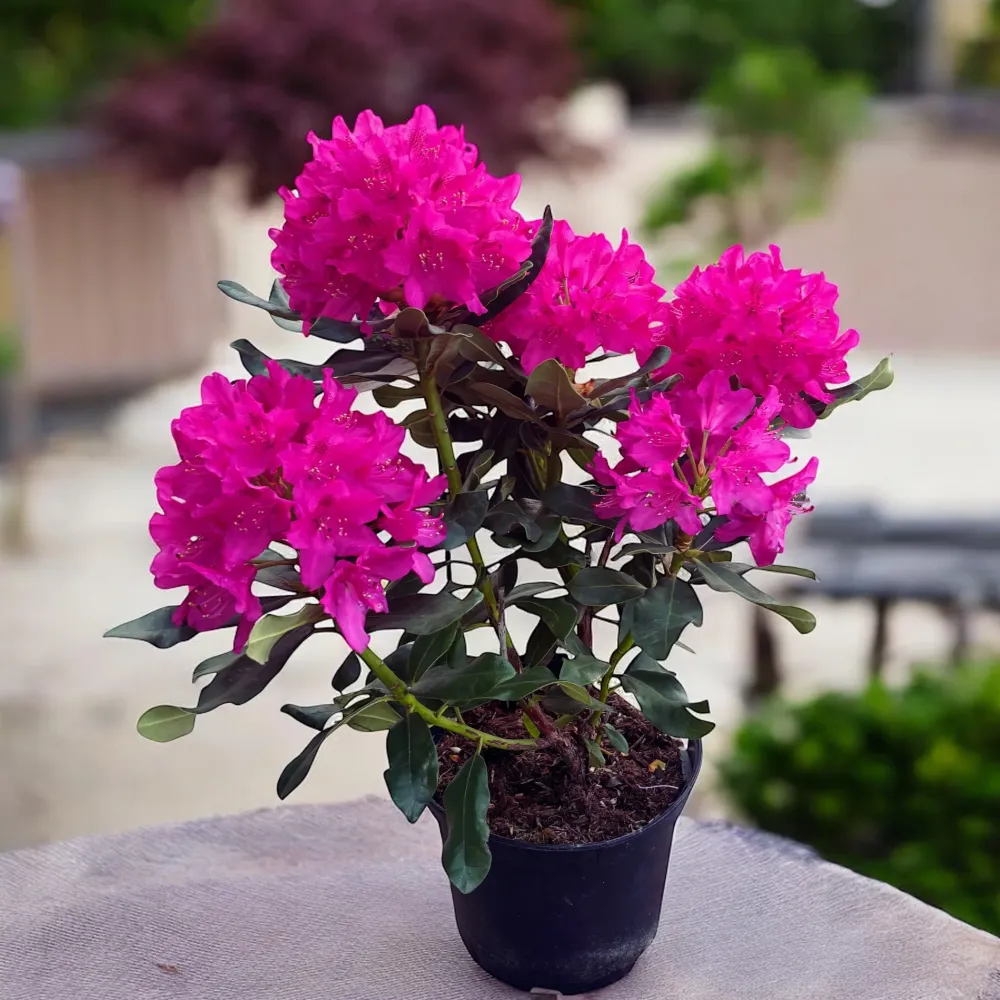 Rhododendron 'Nova Zembla' (de gradina)