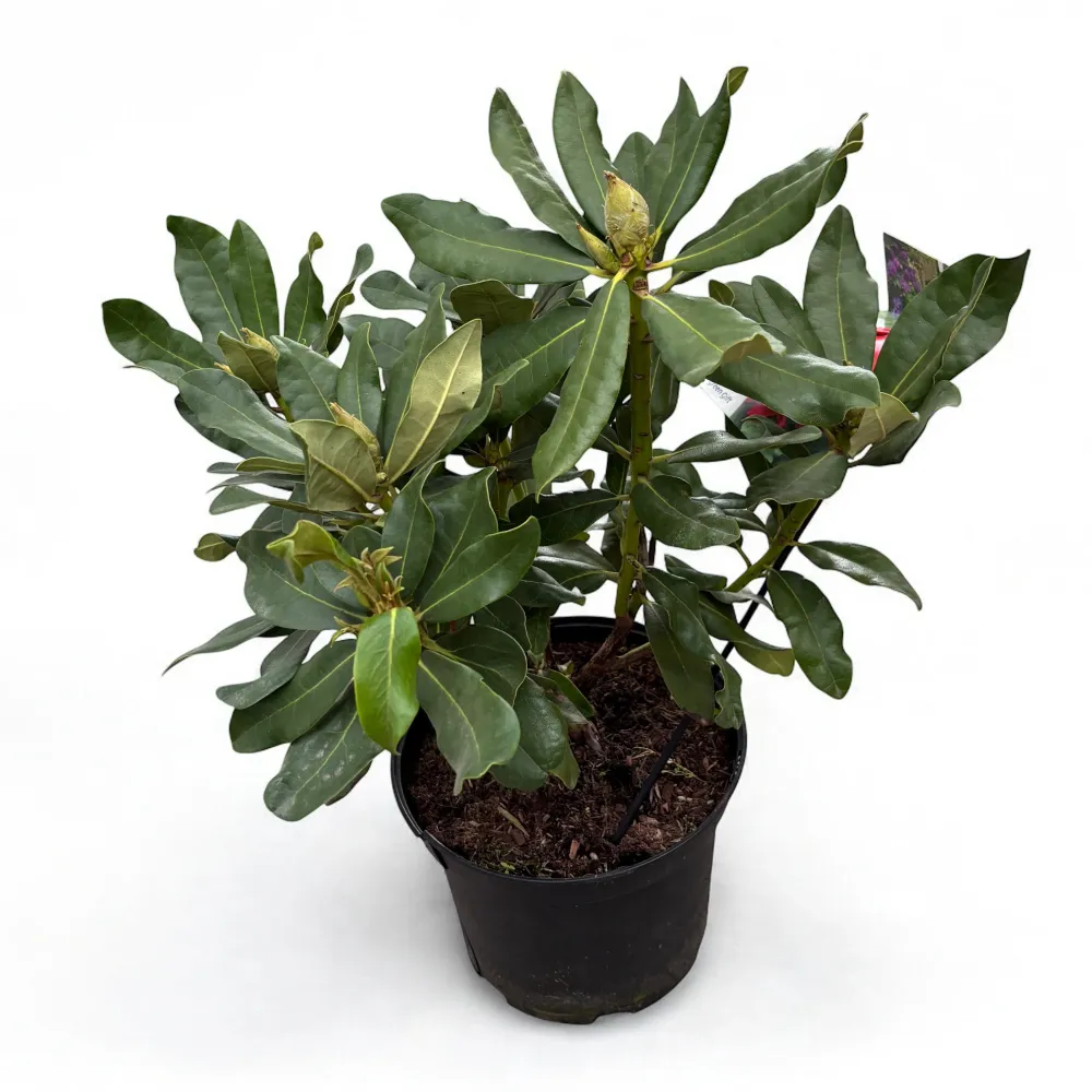 Rhododendron 'Nova Zembla' (de gradina)