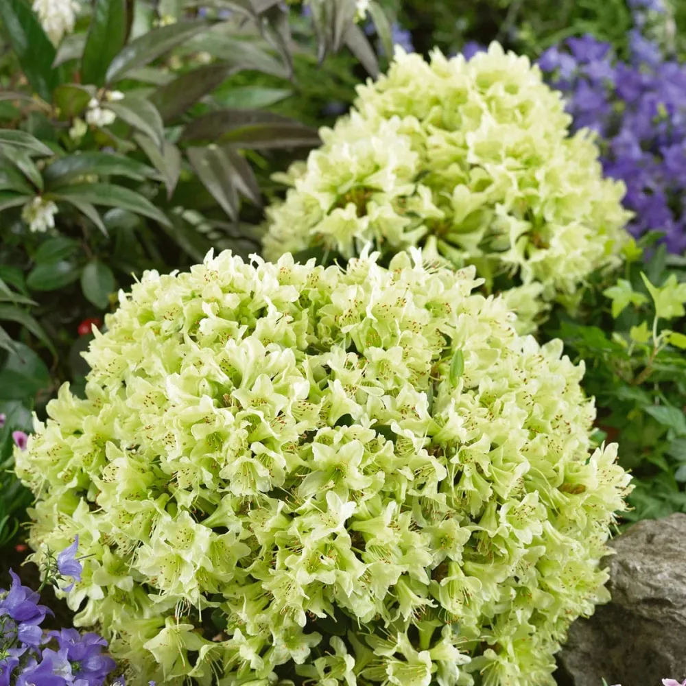 Rhododendron Shamrock - azalee de gradina galben