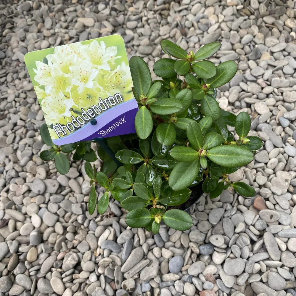 Rhododendron Shamrock - azalee de gradina galben