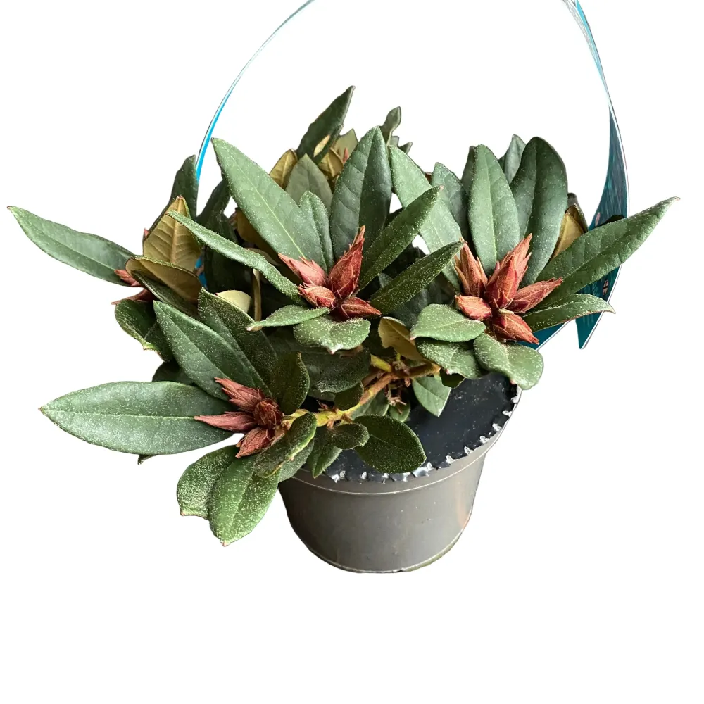 Rhododendron Winsome - azalee de gradina roz