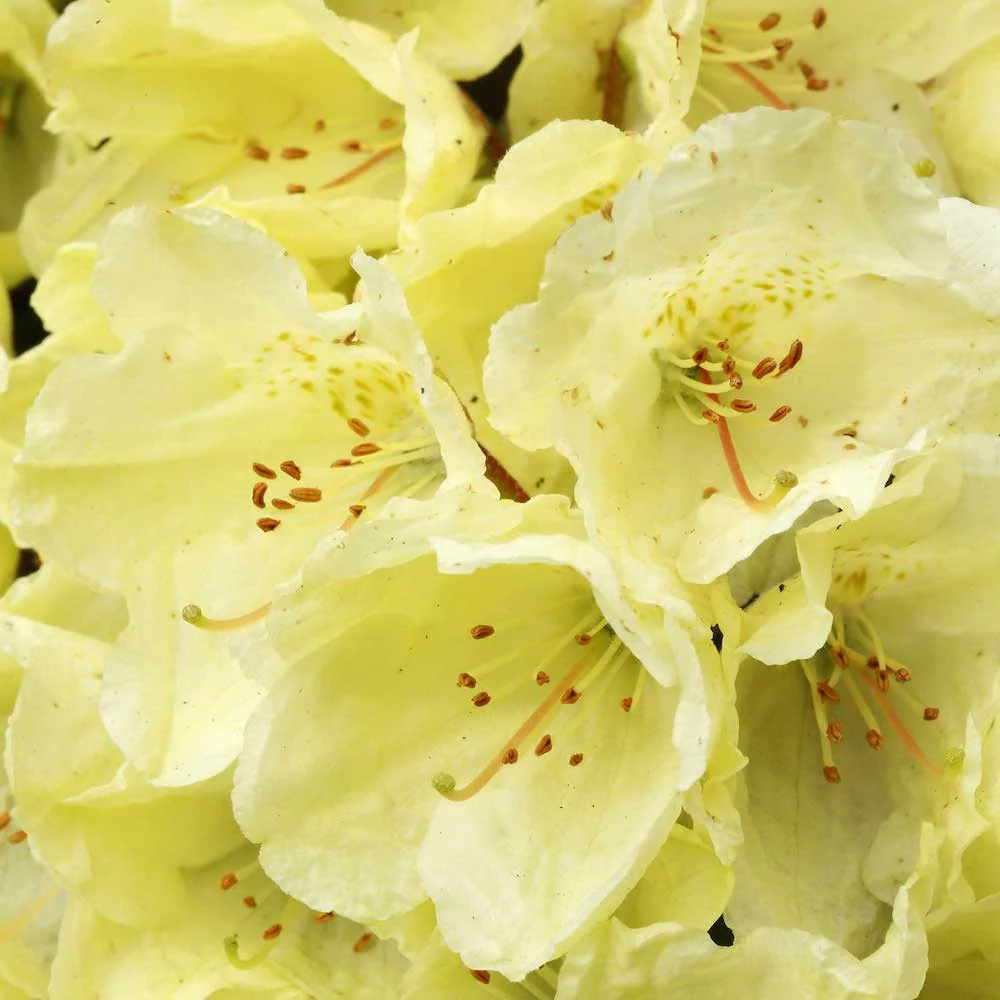 Rhododendron Wren - azalee de gradina galbena