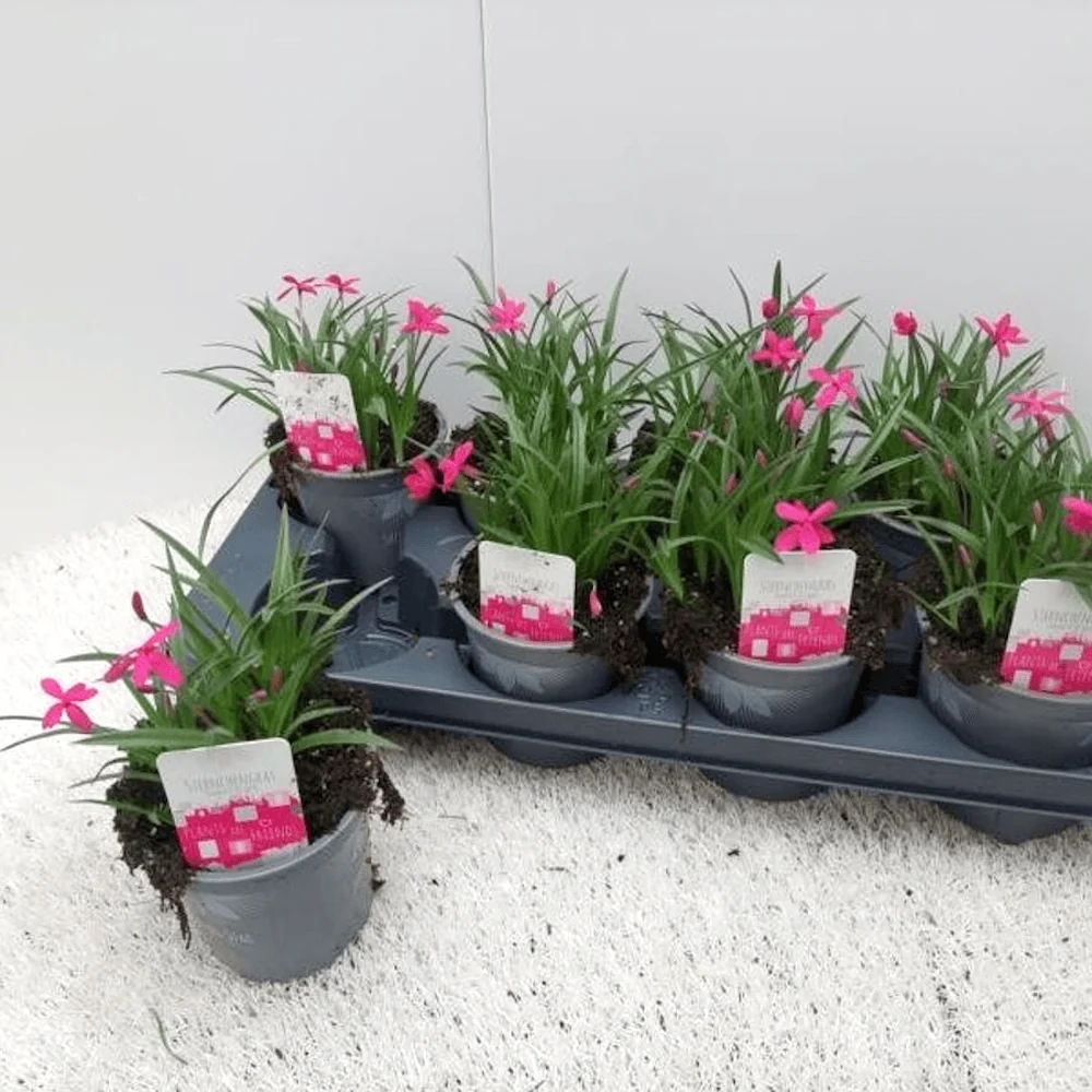 Rhodohypoxis baurii