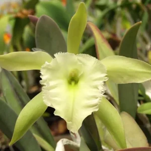 Rhyncholaelia Aristocrat (Rhy. glauca × digbyana) parfumata