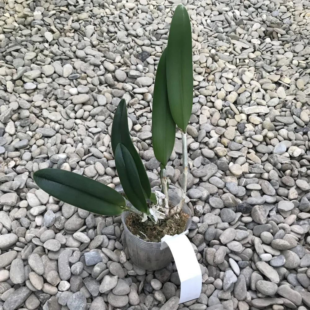 Rhyncholaelia Aristocrat (Rhy. glauca × digbyana) parfumata