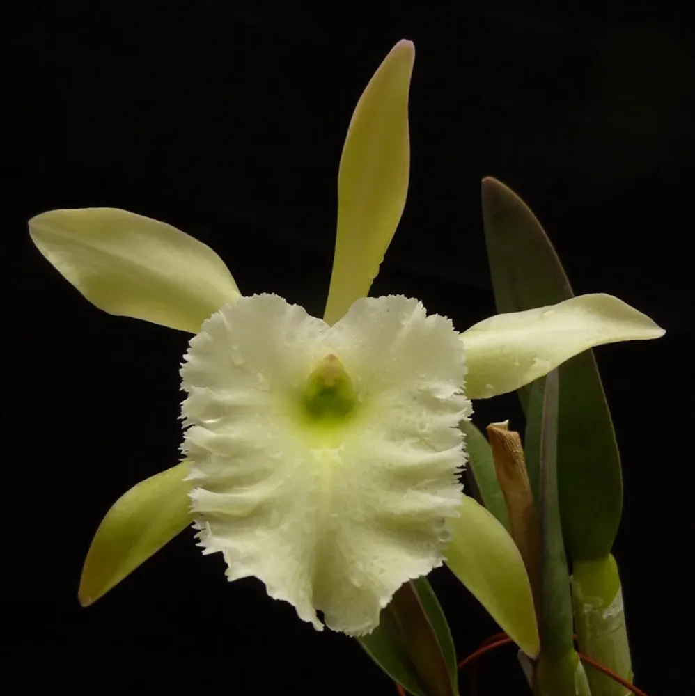 Rhyncholaelia Aristocrat (Rhy. glauca × digbyana) parfumata