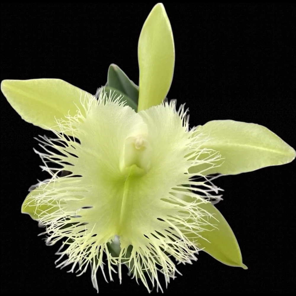 Rhyncholaelia digbyana 'Green Giant' FCC/AOS - parfumata