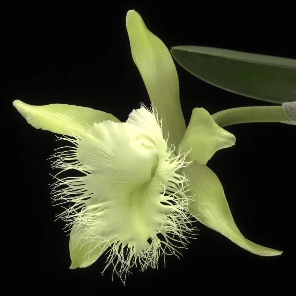 Rhyncholaelia digbyana 'Green Giant' FCC/AOS - parfumata