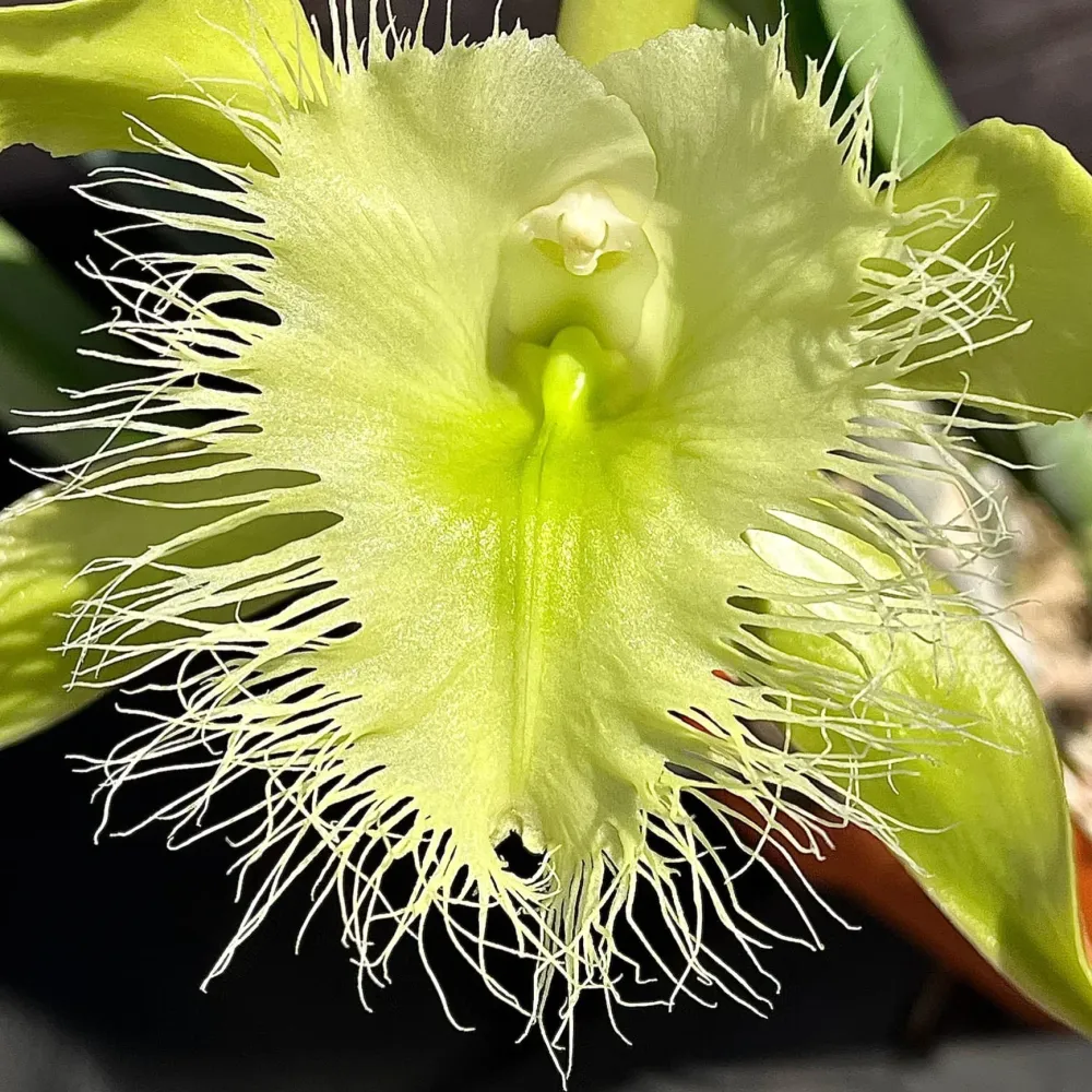 Rhyncholaelia digbyana 'Green Giant' FCC/AOS - parfumata