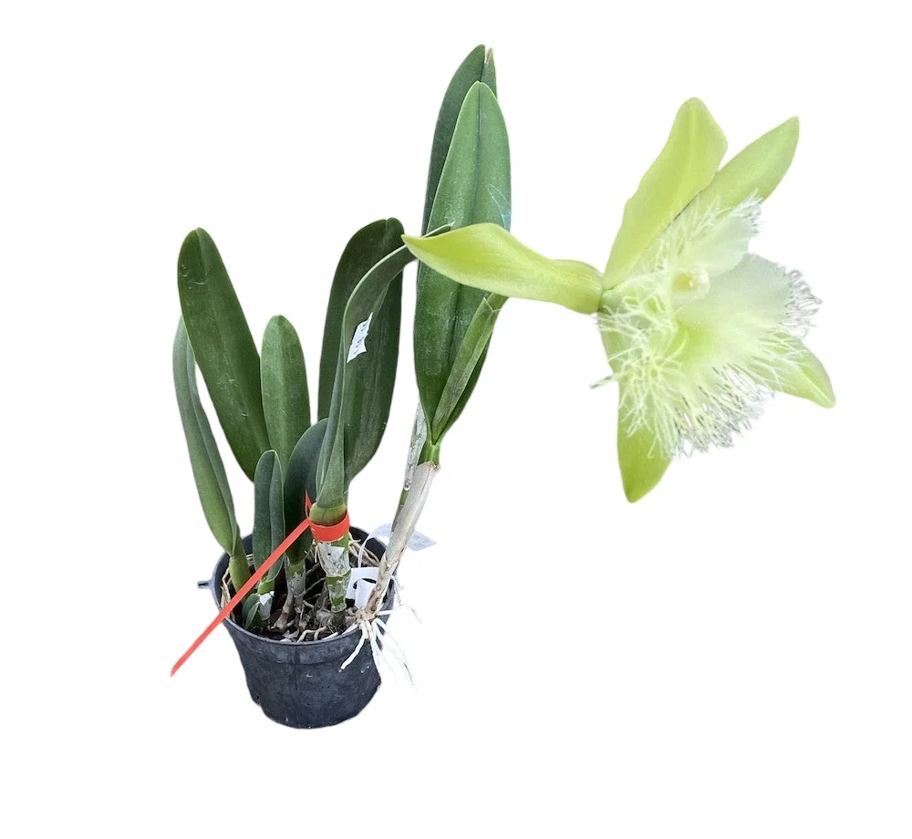 Rhyncholaelia digbyana 'Green Giant' FCC/AOS - parfumata