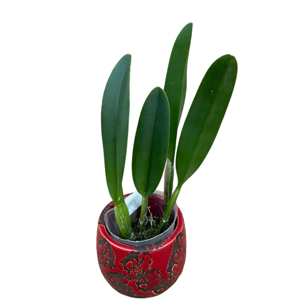Rhyncholaelia digbyana 'Green Giant' FCC/AOS - parfumata