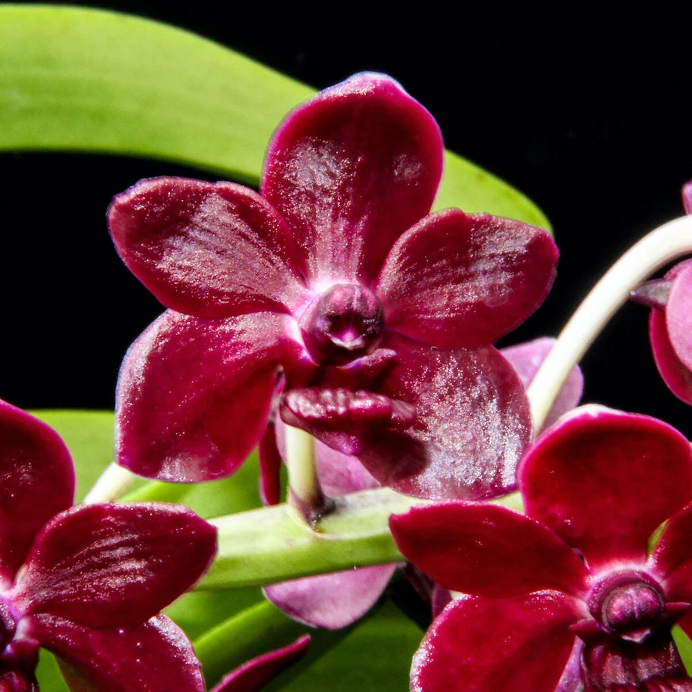 Rhynchonopsis Selina Kuok 'Perfume Queen' * parfumat
