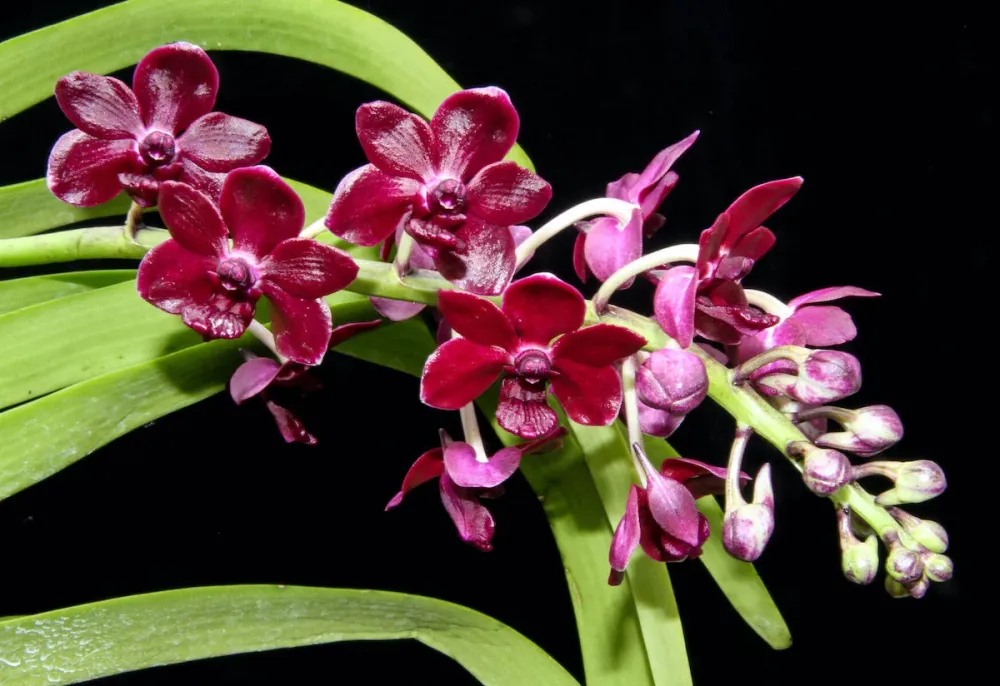 Rhynchonopsis Selina Kuok 'Perfume Queen' * parfumat