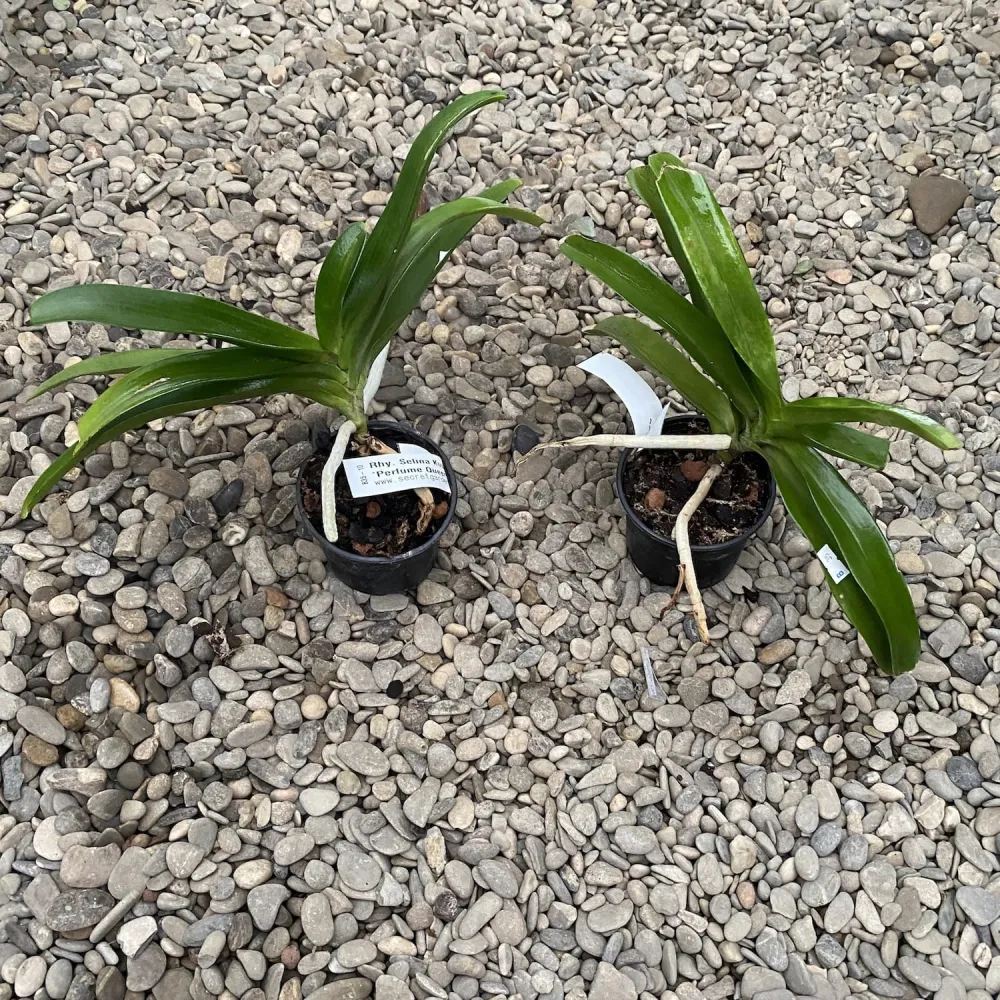 Rhynchonopsis Selina Kuok 'Perfume Queen' * parfumat