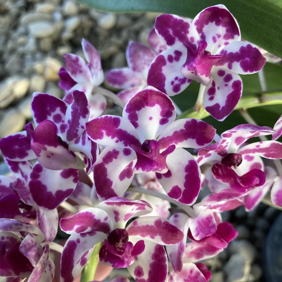Rhynchostylis gigantea 'Cartoon'