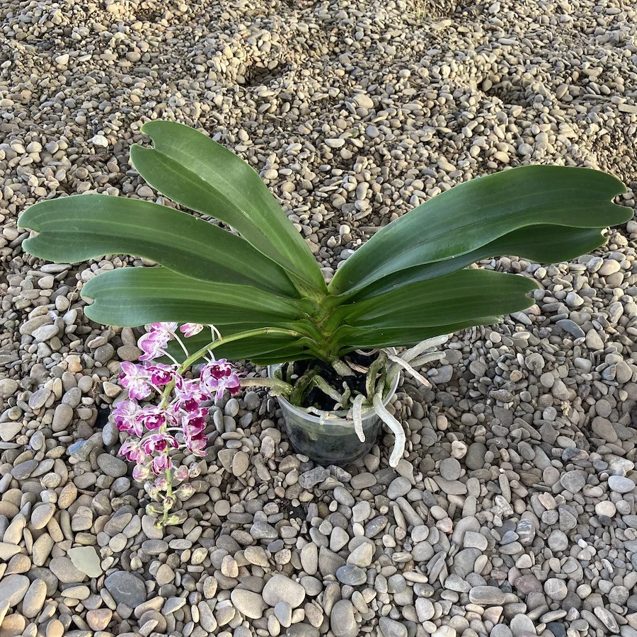 Rhynchostylis gigantea 'Cartoon'