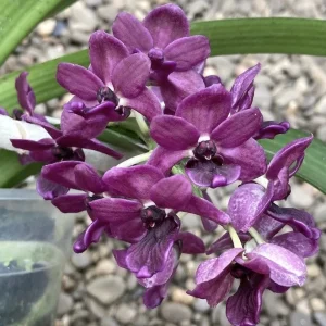 Rhynchostylis gigantea 'Devarajunii' intens parfumat
