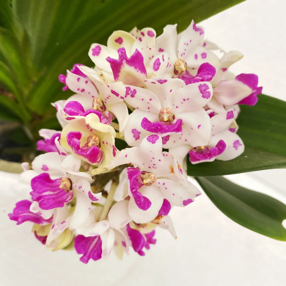 Rhynchostylis gigantea 'Pink Spots' - intens parfumat