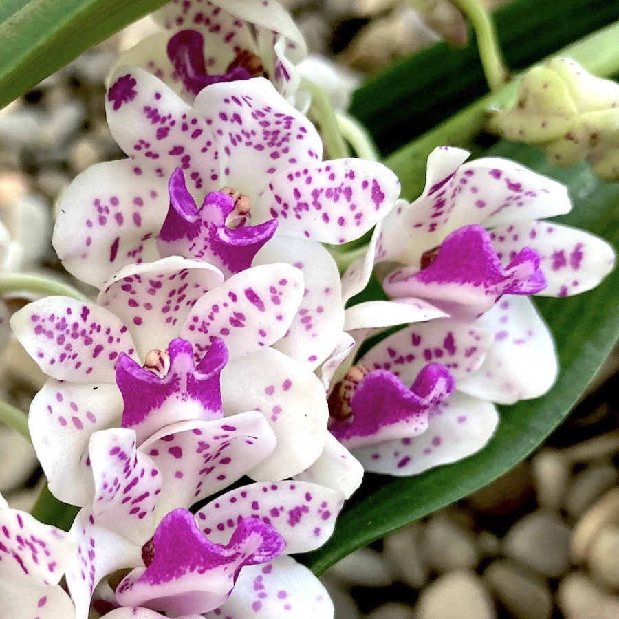 Rhynchostylis gigantea 'Pink Spots' - intens parfumat