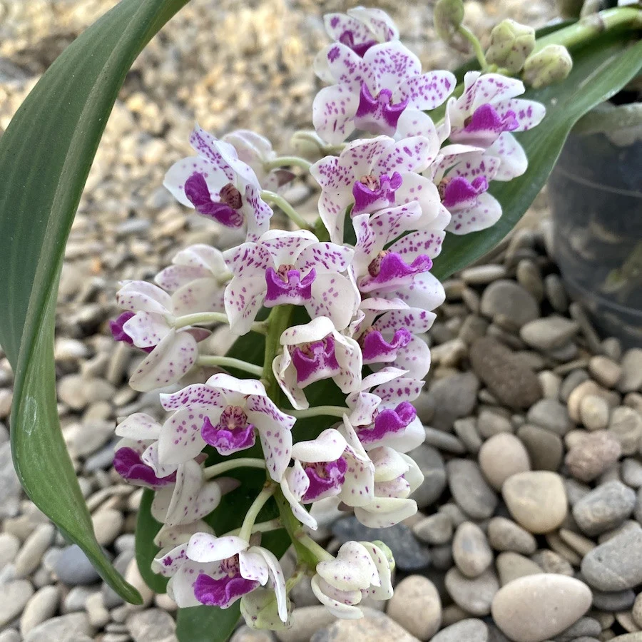 Rhynchostylis gigantea 'Pink Spots' - intens parfumat