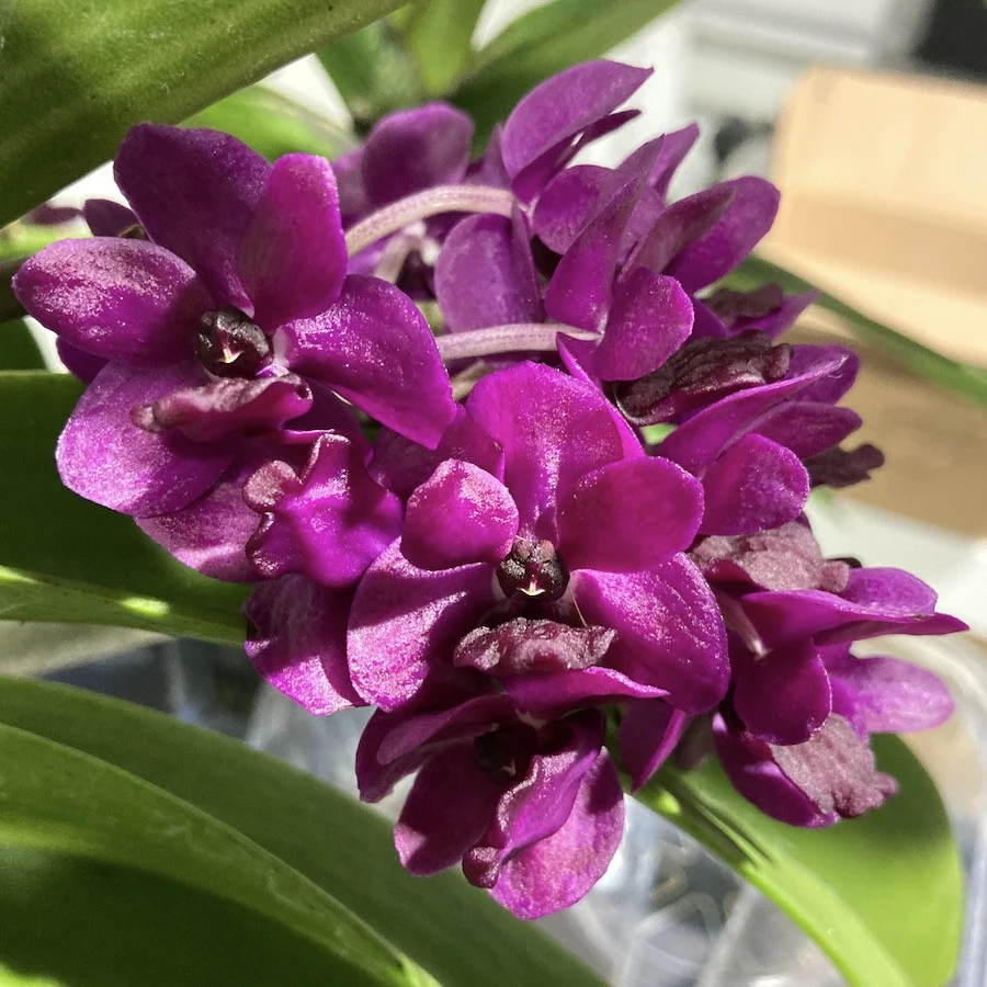 Rhynchostylis gigantea 'Rattana'